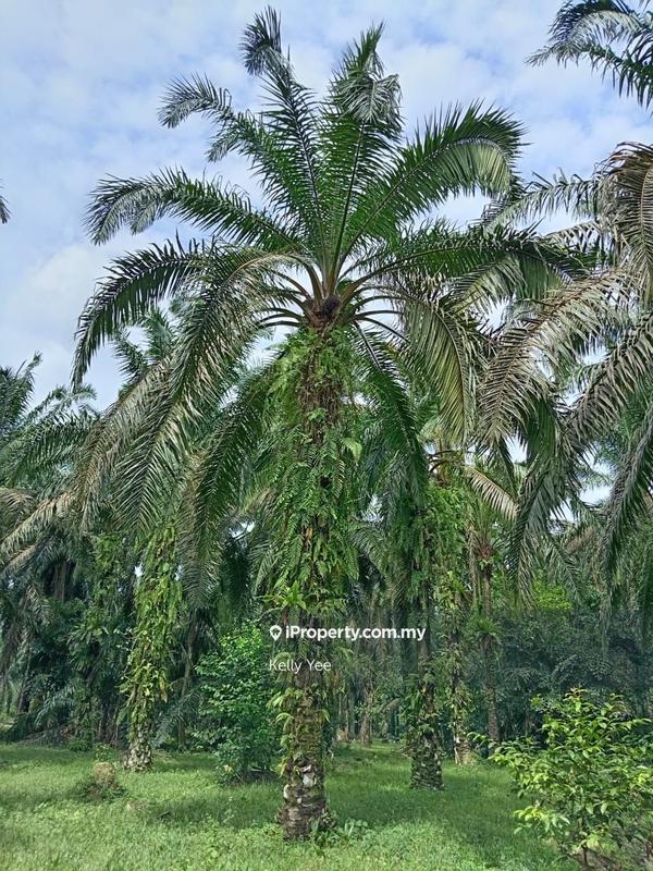 Tanah Pertanian untuk Dijual di Palm Oil Plantation @ Sg. Duri, Sungai Jawi - Sale, Sungai Jawi oleh Kelly Yee - iProperty.com.my