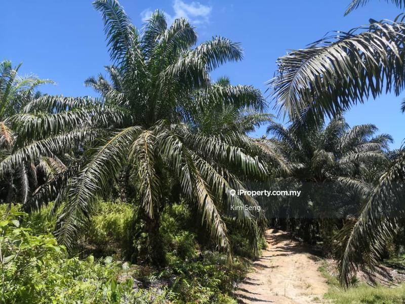 For Sale - 10.88Acre Harvesting Freehold Palm Land