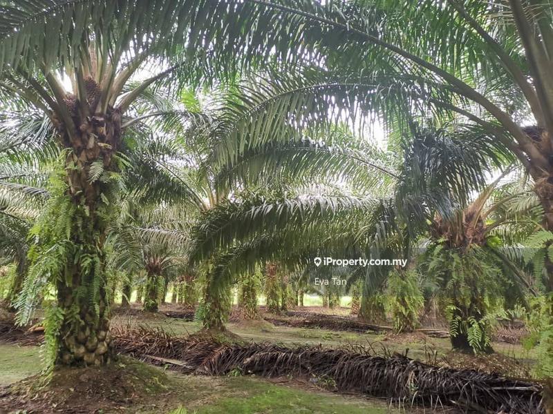 Tanah Pertanian untuk Dijual di Pontian, Johor oleh Eva Tan - iProperty.com.my