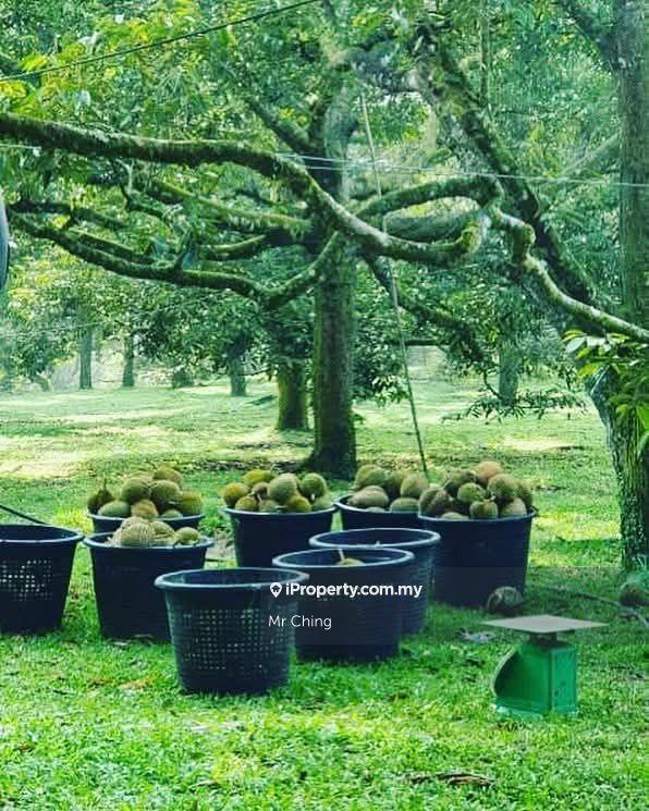 Agricultural Land for Sale in Taman Bemban, Bemban by Mr Ching - iProperty.com.my