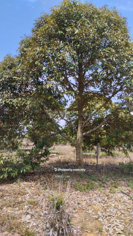 Agricultural Land for Sale in Karak, Simpang Pertang by Jon-Li Lee - iProperty.com.my
