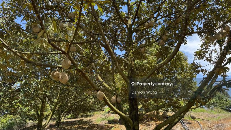 Tanah Pertanian untuk Dijual di Cheroh, Raub oleh Damon Wong - iProperty.com.my