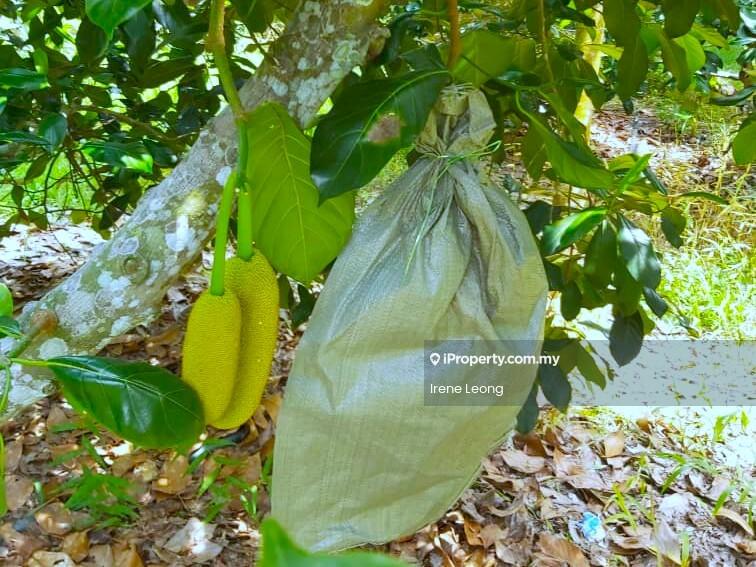 Agricultural Land for Sale in Karak, Pahang by Irene Leong - Garden - iProperty.com.my