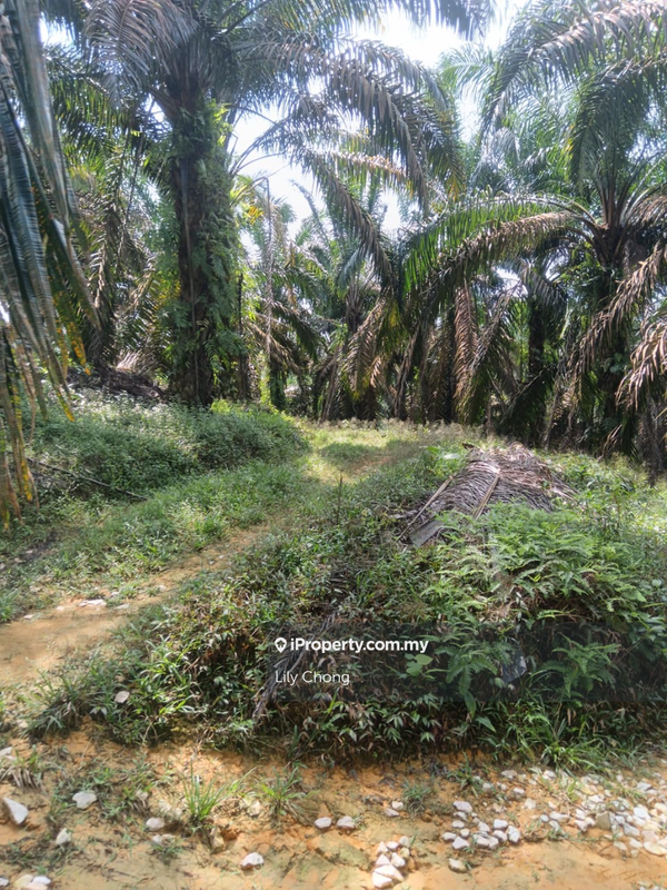 Agricultural Land for Sale in Bidor, Perak by Lily Chong - iProperty.com.my