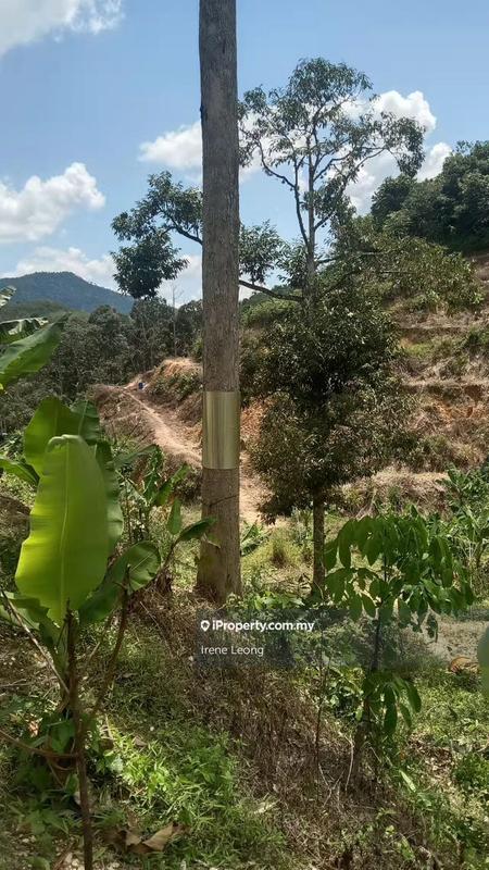 Agricultural Land for Sale in Titi, Negeri Sembilan by Irene Leong - iProperty.com.my