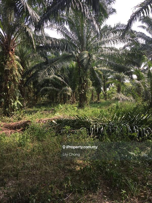 Tanah Pertanian untuk Dijual di Bercham, Ipoh oleh Lily Chong - iProperty.com.my
