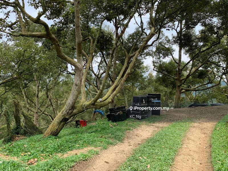 Agricultural Land for Sale in Raub, Raub by KC Ng - iProperty.com.my