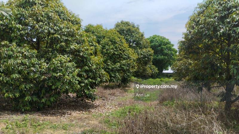 For Sale - Freehold Musang King Durian Orchard @ Simpang Pertang Jelebu