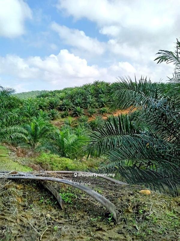 Tanah Pertanian untuk Dijual di Kelantan Gua Musang Ulu Nenggiri, Gua Musang oleh CY Khoo - iProperty.com.my