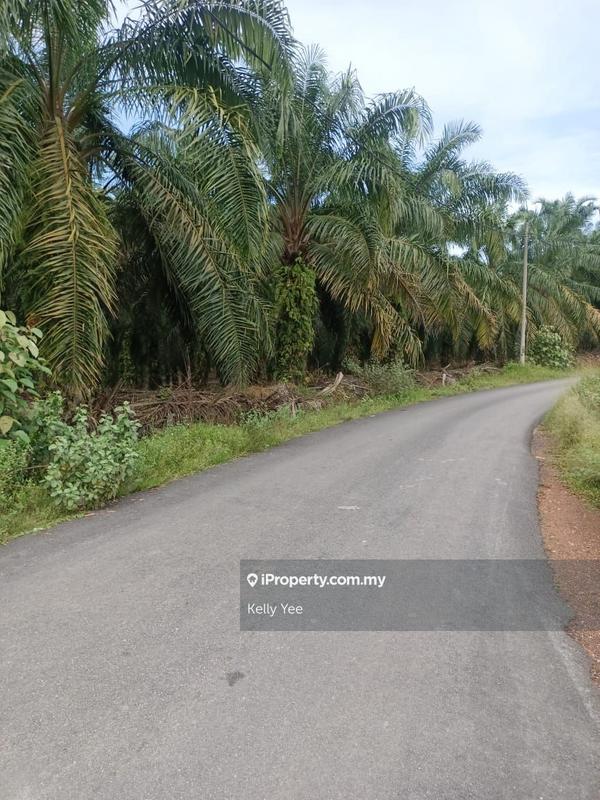 For Sale - Palm Oil Plantation @ Kulim for Sale