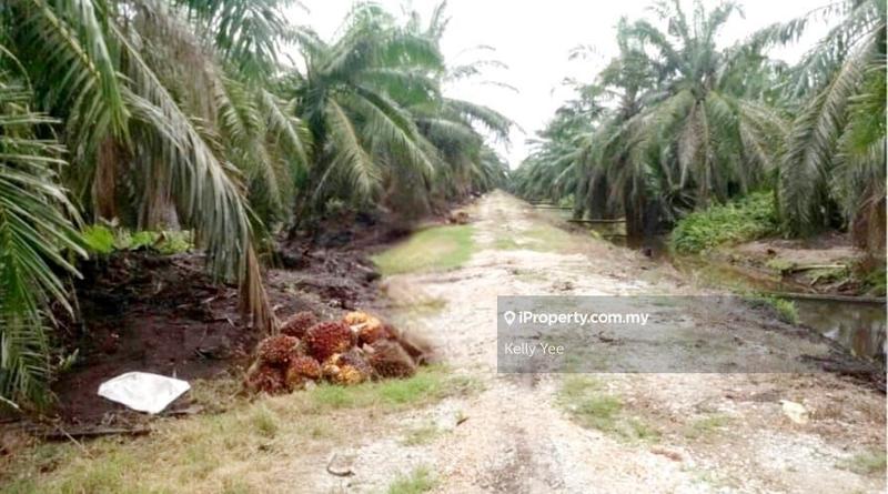 For Sale - Palm Oil Plantation @ Teluk Intan for Sale
