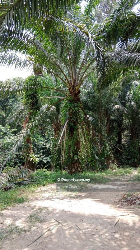 Agricultural Land for Sale in Tapah Perak 550 Acres Freehold Agriculture Land, Tapah by Winnie Chan - iProperty.com.my