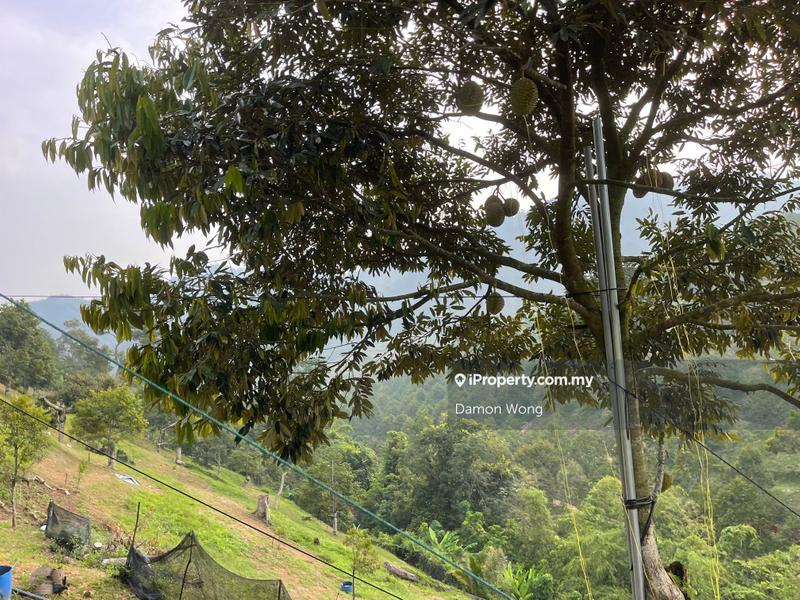 Tanah Pertanian untuk Dijual di Sungai Chetang, Raub oleh Damon Wong - iProperty.com.my