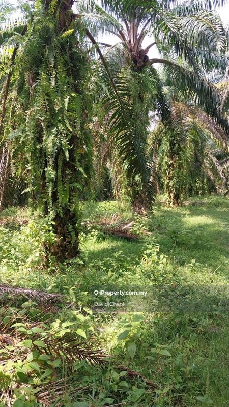 For Sale - Palm Oil Land for Sales/ N9@ Port Dickson/ 6.79 acres/ Freehold