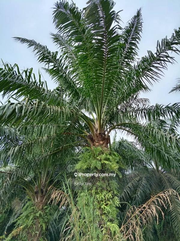 Agricultural Land for Sale in Palm Oil Plantation Along Jalan Kulim - Baling, Kulim by Kelly Yee - iProperty.com.my
