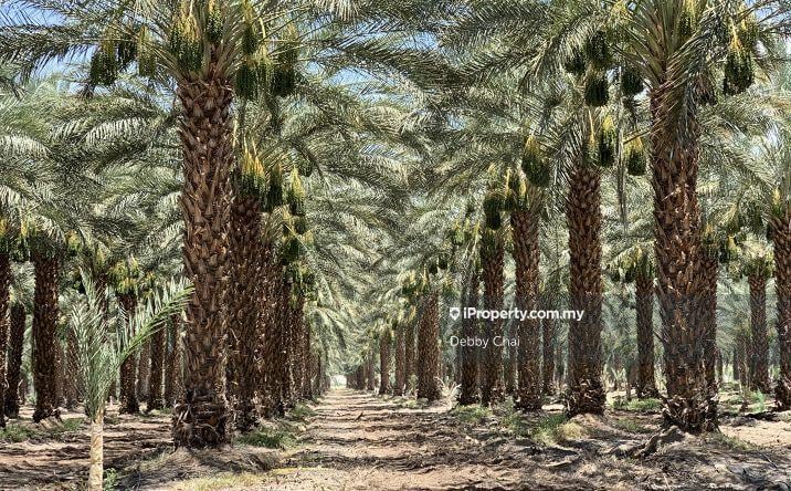 For Sale - Durian Sebatang