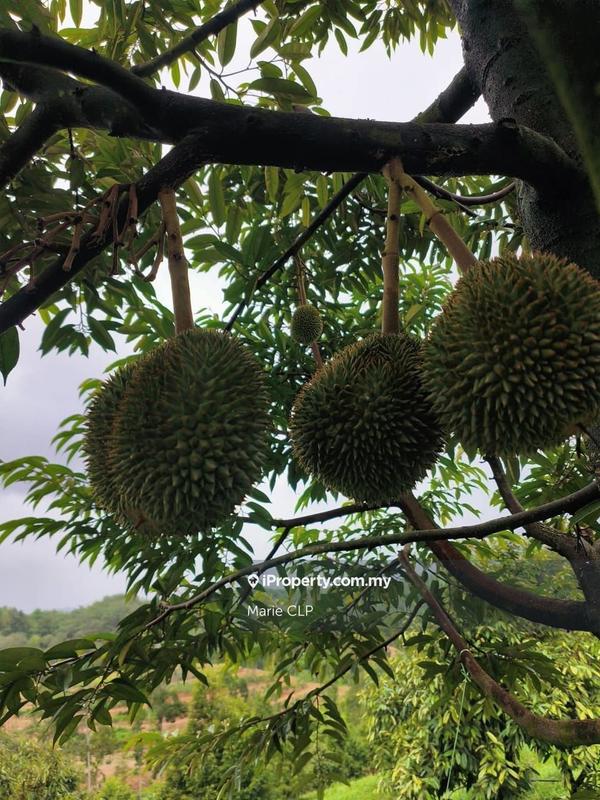 Agricultural Land for Sale in Kampung Sumpitan, Lenggong by Marie CLP - iProperty.com.my