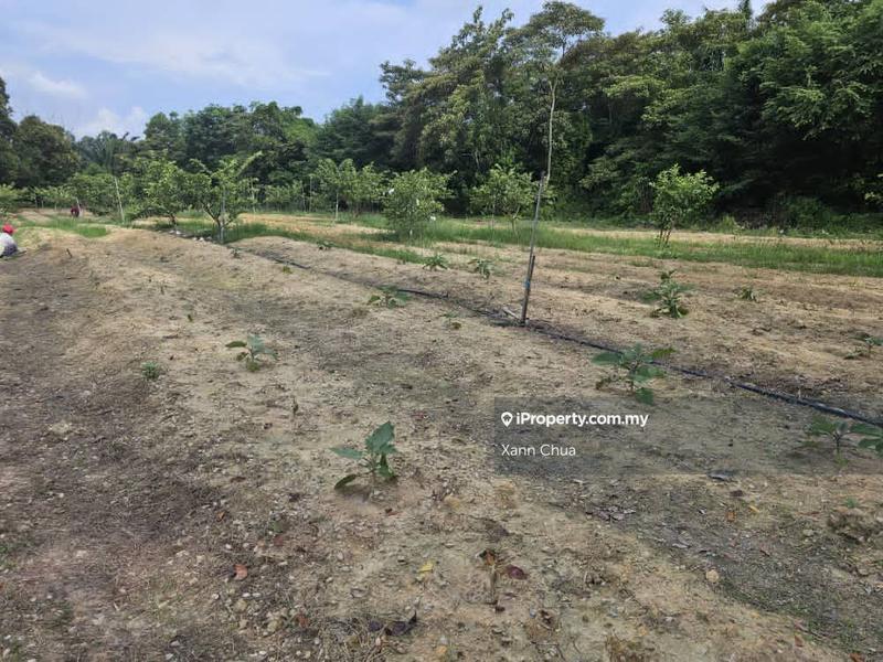 Agricultural Land for Sale in Taman Bemban Baru, Bemban by Xann Chua - iProperty.com.my