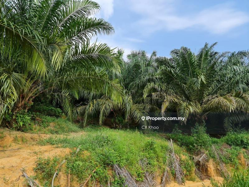 Agricultural Land for Sale in Negeri Sembilan Kuala Pilah Johol, Kuala Pilah by CY Khoo - iProperty.com.my