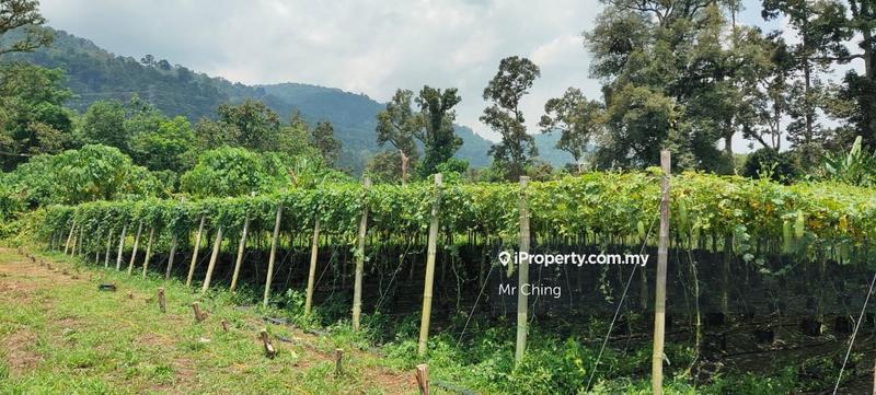Tanah Pertanian untuk Dijual di Kampung Baru, Kerling oleh Mr Ching - iProperty.com.my