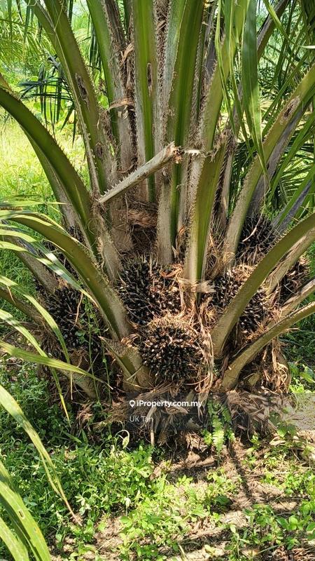 Residential Land for Sale in Sungai Pelek, Sepang by UK Tan - iProperty.com.my