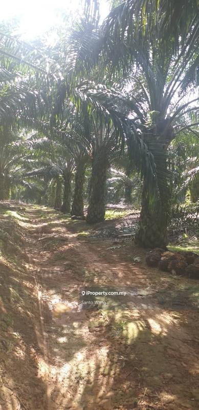 Agricultural Land for Sale in Taman Buloh Kasap, Segamat by Santo Wang - iProperty.com.my