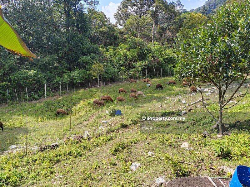 Agricultural Land for Sale in Jelapang, Ipoh by Muni - iProperty.com.my