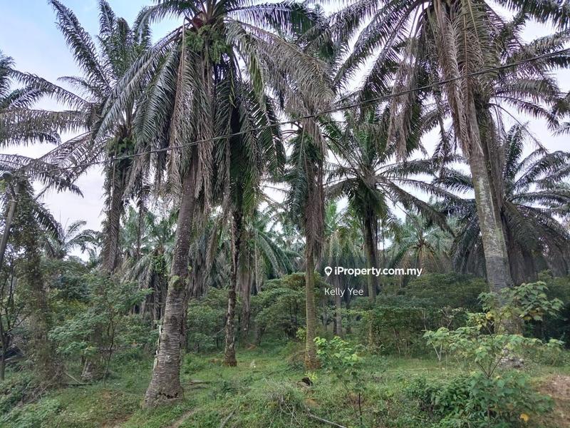 Tanah Pertanian untuk Dijual di Kampung Ladang Sempah, Sungai Jawi oleh Kelly Yee - iProperty.com.my
