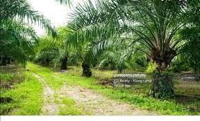 Tanah Pertanian untuk Dijual di Durian Sebatang, Teluk Intan oleh Felicia Lee - iProperty.com.my