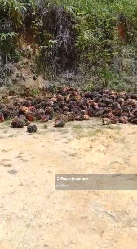 Tanah Pertanian untuk Dijual di Kelantan Gua Musang 18300 Ulu Nenggiri Bertam Blau, Ulu Nenggiri oleh CY Khoo - iProperty.com.my