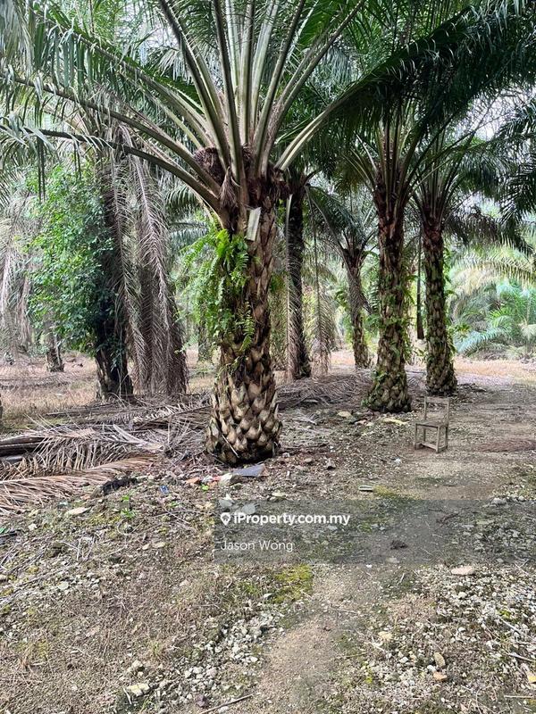 Tanah Pertanian untuk Dijual di Taman Murni, Kluang oleh Jason Wong - iProperty.com.my