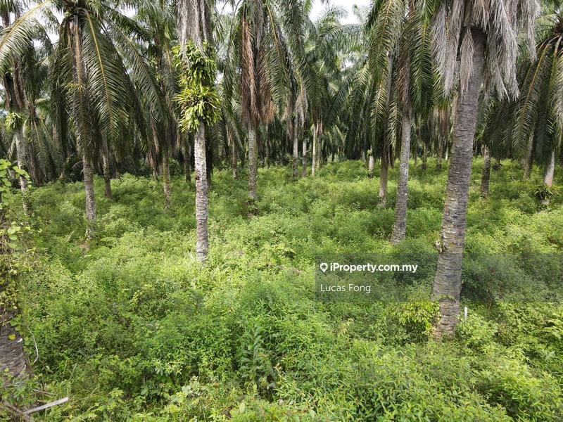 Tanah Pertanian untuk Dijual di Batu Gajah 73acres Main Road Potentially Land, Batu Gajah oleh Lucas Fong - iProperty.com.my