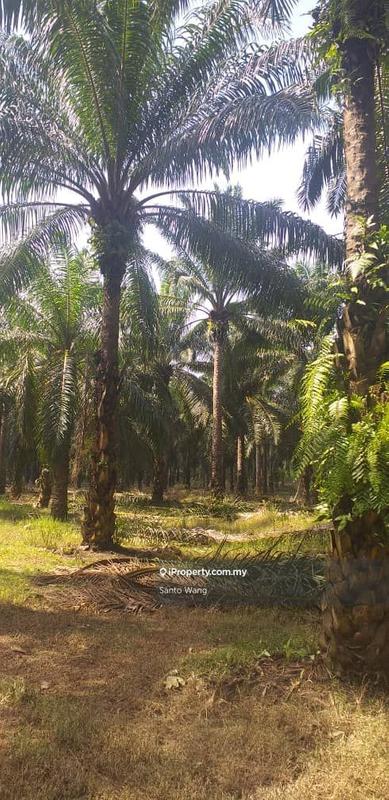 Agricultural Land for Sale in Taman Buloh Kasap, Segamat by Santo Wang - iProperty.com.my