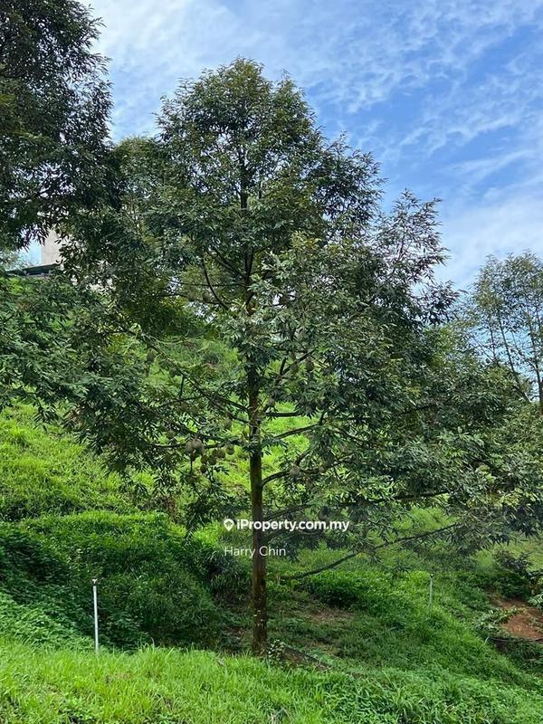 Agricultural Land for Sale in Bandar Tras, Raub by Harry Chin - iProperty.com.my