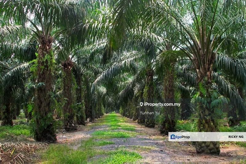 Agricultural Land for Sale in Triang, Pahang by Yunhan Yu - iProperty.com.my