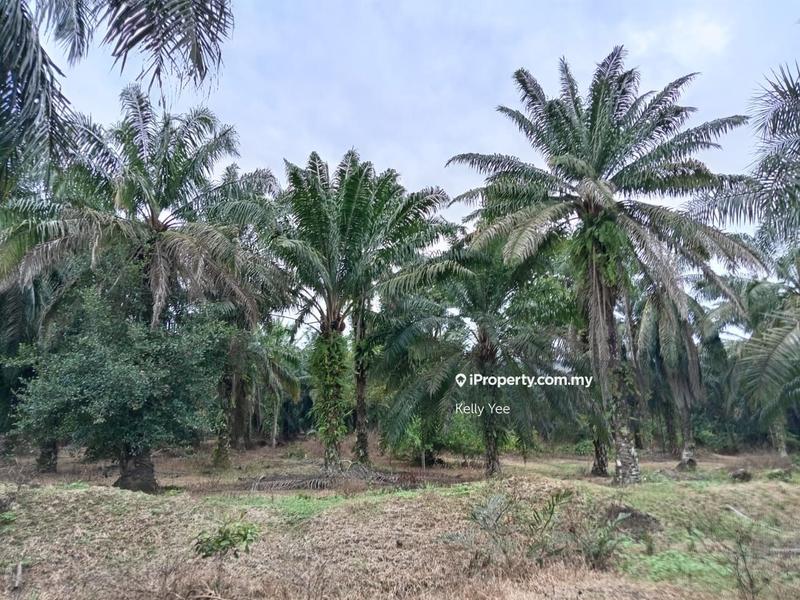 Tanah Pertanian untuk Dijual di Kampung Ladang Sempah, Sungai Jawi oleh Kelly Yee - iProperty.com.my