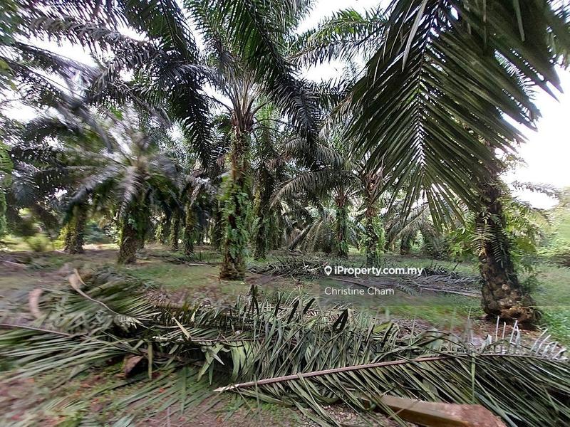Tanah Kediaman untuk Dijual di Kota Tinggi Johor, Kota Tinggi oleh Christine Cham - iProperty.com.my
