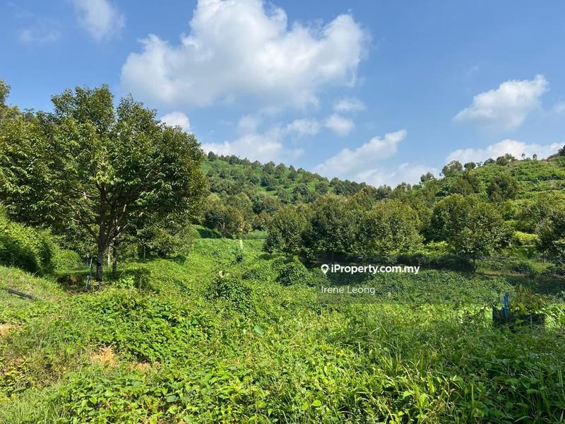 Agricultural Land for Sale in Taman Gua Musang, Gua Musang by Irene Leong - iProperty.com.my
