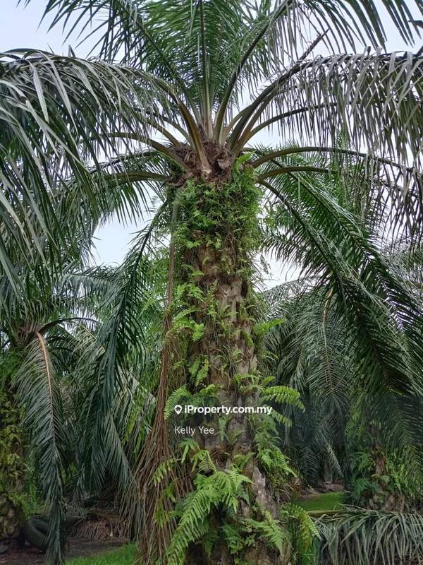 Tanah Pertanian untuk Dijual di Palm Oil Plantation @ Teluk Intan for Sale, Teluk Intan oleh Kelly Yee - iProperty.com.my