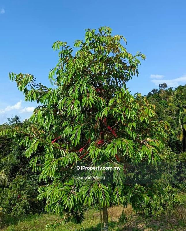 For Sale - Durian Land 42 acres
