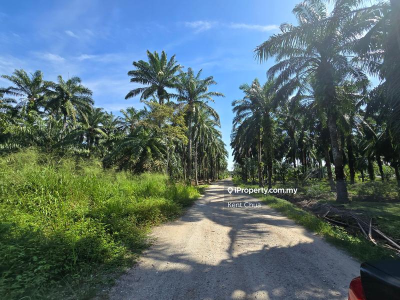 Agricultural Land for Sale in Ijok, Selangor by Kent Chua - iProperty.com.my