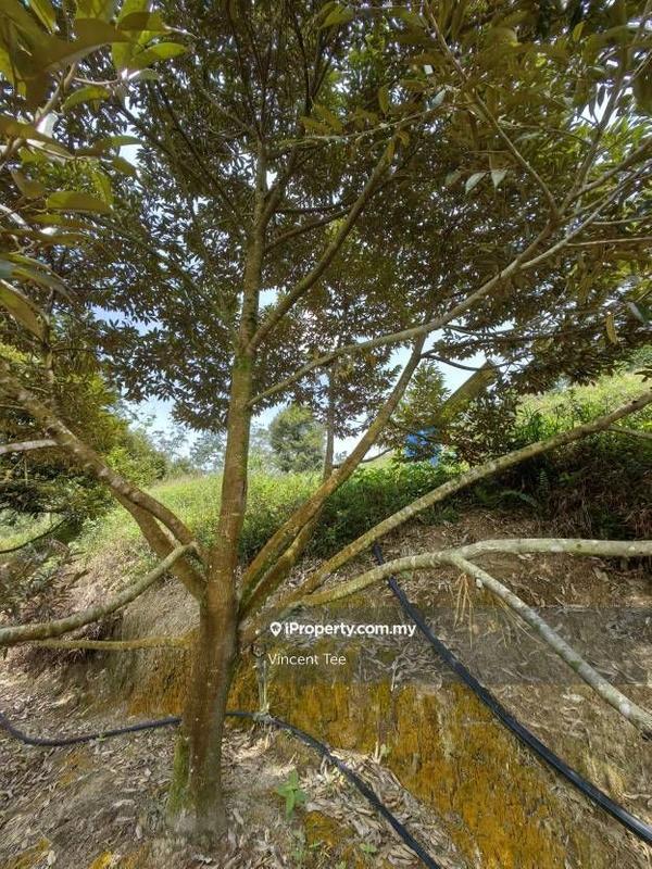 Agricultural Land for Sale in Taman Titi, Titi by Vincent Tee - iProperty.com.my