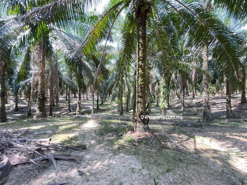 Agricultural Land for Sale in Ayer Paabas, Alor Gajah by Kok Kheng - iProperty.com.my
