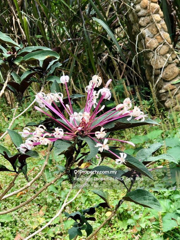 Residential Land for Sale in Janda Baik, Bentong by Jennifer Yap - Flowers on the road - iProperty.com.my