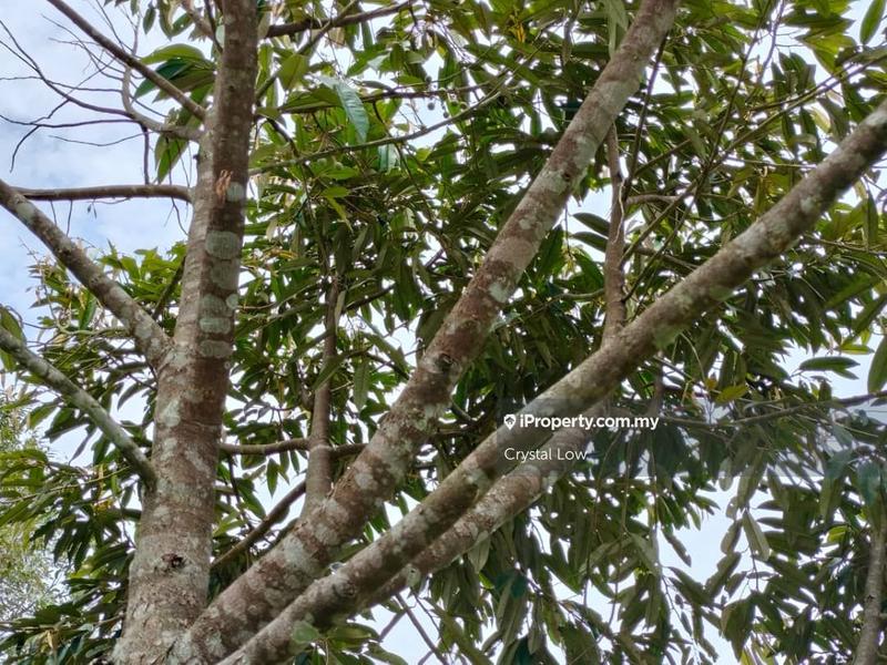 Tanah Pertanian untuk Dijual di Sega, Raub oleh Crystal Low - iProperty.com.my