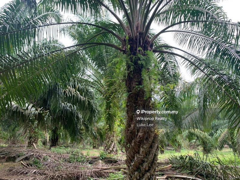 Agricultural Land for Sale in Lukut, Portdickson, Negeri Sembilan, Lukut by Luke Lee - iProperty.com.my