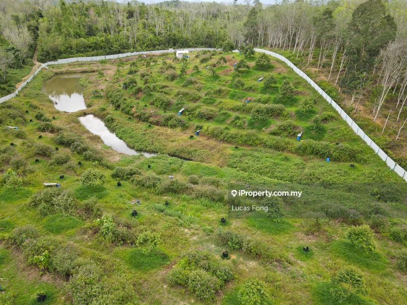 Agricultural Land for Sale in Gerik Perak 5acres Musang King Durian Orchard Land, Gerik by Lucas Fong - iProperty.com.my