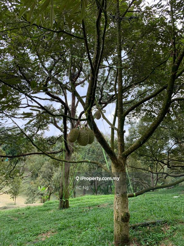 Agricultural Land for Sale in Raub, Raub by KC Ng - iProperty.com.my