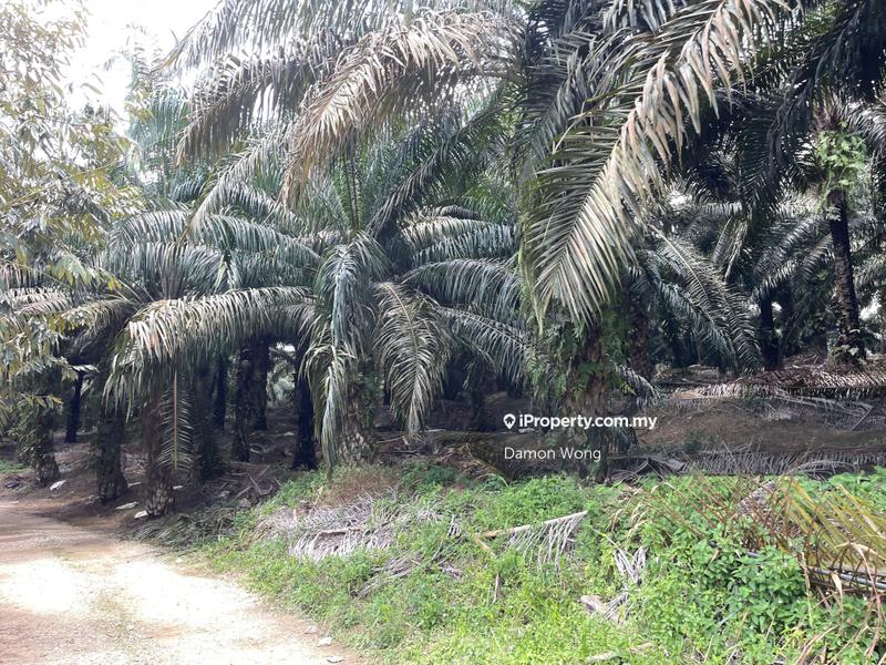 Tanah Pertanian untuk Dijual di Karak, Bentong oleh Damon Wong - iProperty.com.my