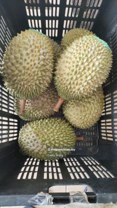 Tanah Pertanian untuk Dijual di Bandar Tras, Raub oleh Santo Wang - iProperty.com.my
